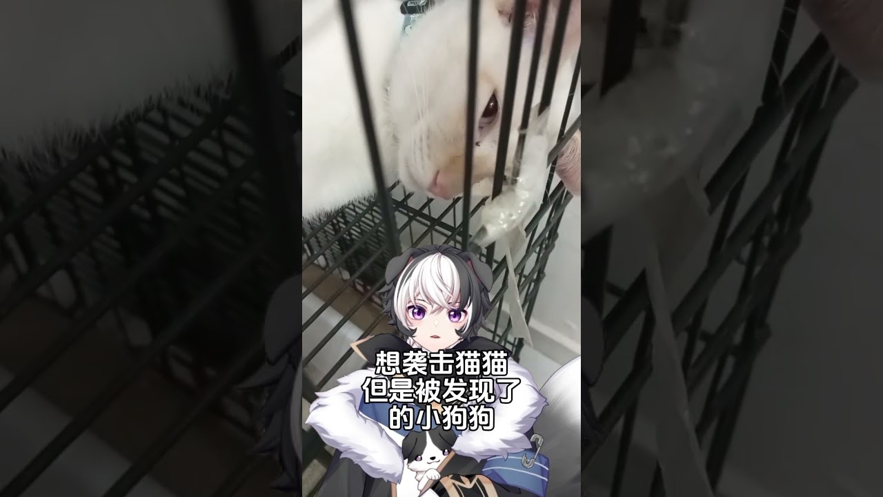 袭击猫猫 #vtuber #马v | MYViki