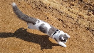 Norwegian forest cat running wild in the park