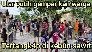 Dapat Lagi Penemuan Ular Python Putih Di Kebun Sawit Warga Langsung Berdatangan Melihat