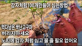 #140 고구마심기, 고구마물안주고심기, 싹난고구마 감자처럼심기, 고구마싹 뿌리내려심기,