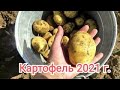 Урожай картофеля 2021 на свином навозе!