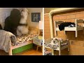 Katzen streiten um ein Bett bis die Besitzerin eine geniale Idee hat...