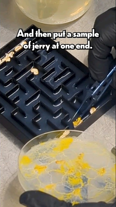 Genius Slime Mold Solves a Maze!