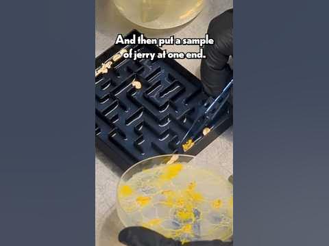 Genius Slime Mold Solves a Maze! - YouTube