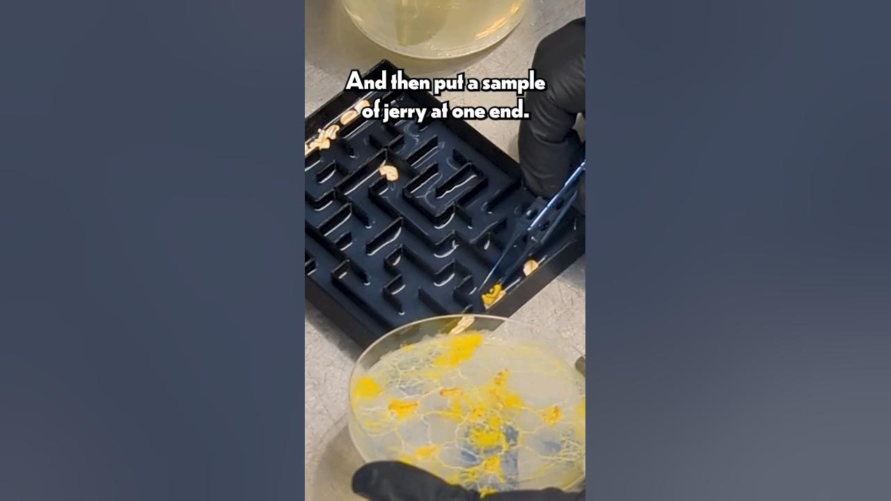 Genius Slime Mold Solves a Maze! - YouTube