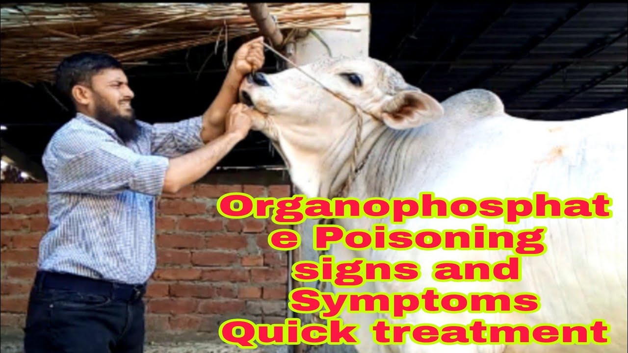 How to Treat rganophosphate poisoning accidentally used on Heifer  to kill ticks on Heifer Dr Sattar