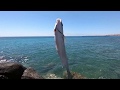 Flathead grey mullet mugil cephalus sea fishing with bread in fuerteventura