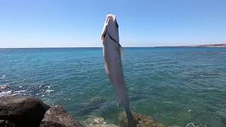 Flathead Grey Mullet [Mugil Cephalus] Sea Fishing with Bread ... 