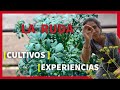 La ruda  cultivo usos beneficios  gua gratuita