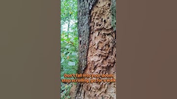 Just go for a walk.... #doomscrolling #nature #walk