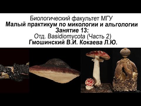 Малый практикум. 13 занятие. Отд. Basidiomycota, часть 2