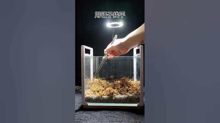 家裡養不好魚的缸拿出來吧，做個簡單的小景#苔蘚微景觀#微型盆景 - 天天要聞