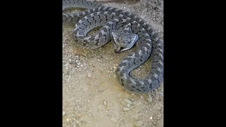 Rhombic egg eater defensive behavior