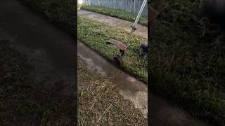 satisfying lawn edging/pressure cleaning #lawn #satisfying #asmr #pressurewashing #business