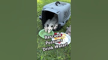 Adorable Baby Possums Drink After Being Rescued!