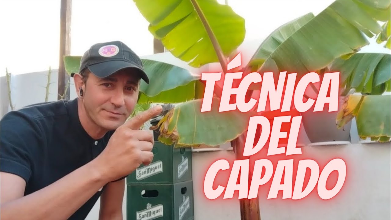 Mejor Truco En La Siembra De Plátano Y Banano ,El Capado Paso A Paso ...