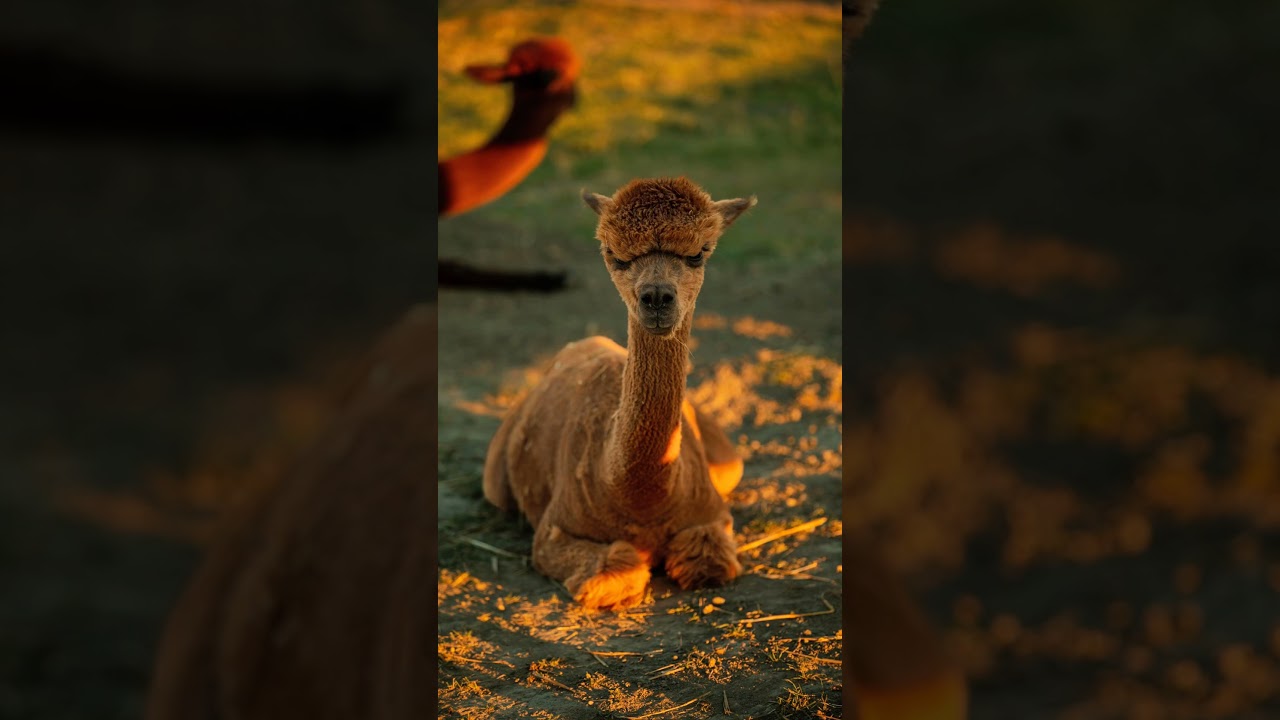 Brunch a Sunset na farme   