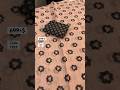 Summer Special Soft Linen Digital Printed Saree & Printed Blouse