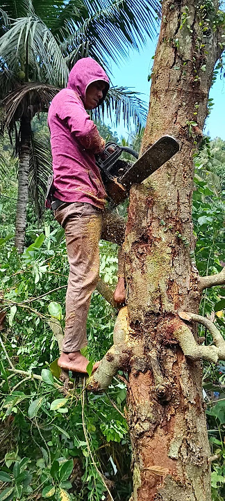 Cutting on big wood!! Be careful friends 🙏 without a seatbelt