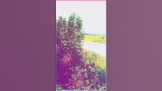 STORY WA 'SADARILAH' ( Meriam Bellina ) https://youtu.be/5eJ8VArjybs