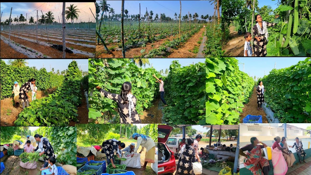 Peerkankaai cultivation to harvesting story of our farm🌿RIDGE GOURD HARVESTING☘️பீர்க்கங்காய் அறுவடை