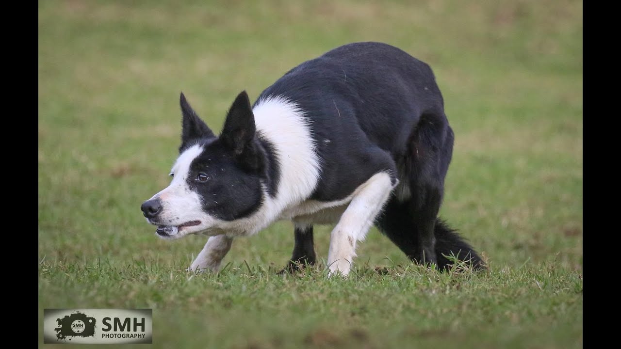 Lot 15: Ci – 12.11.25 - Farmers Marts Dolgellau Online Sheepdog Auction