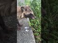 タヌキの姫、亡くなる。妹のように可愛がられた捨て猫ミックス、涙のお別れ