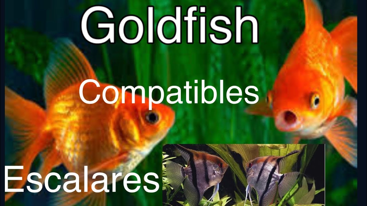 Goldfish y escalares son compatibles? - YouTube