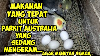 MAKANAN PARKIT AUSTRALIA SEDANG MENGERAM||AGAR MENETAS SEMUA||