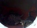 Video 1741161: bengal kittens play fighting, cute bengal kitten playing