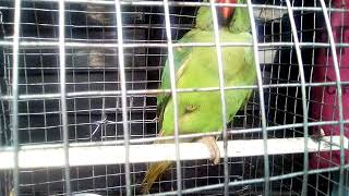 Cute Desi Indian Parrot Vissling
