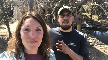 Tuesday Tips & Tricks: Pruning Your Weeping Trees