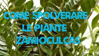 Come Pulire E Spolverare Le Piante....zamiocullcas