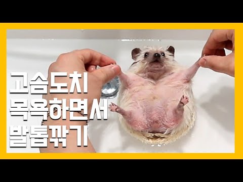 cutting claws while bathing hedgehog