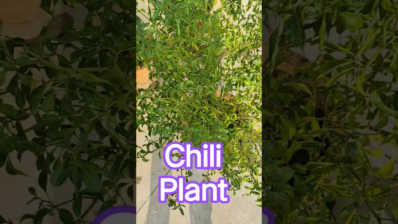 Chili plant in my rooftop garden