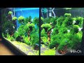 аквариум с мхами и растение монте карло СО2 неоны креветки