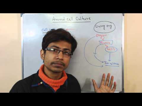 Mammalian cell culture 3 - advantages and disadvantages - YouTube