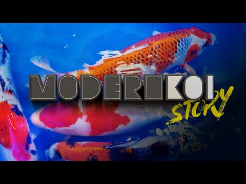 Modern Koi Story 2023 - Für Pflanzen Kölle Teltow verpacken