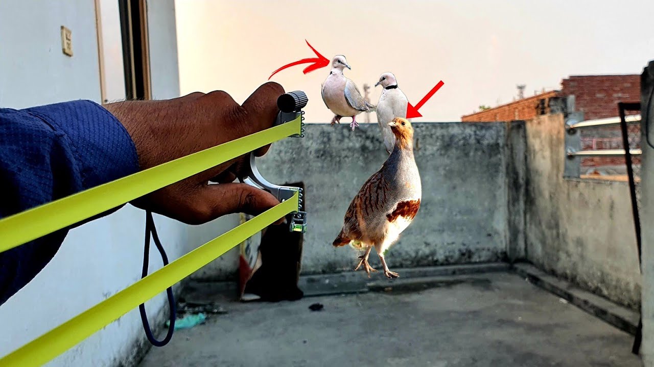 Slingshot Birds Hunting Techniques How to Shoot With Slingshot? YouTube