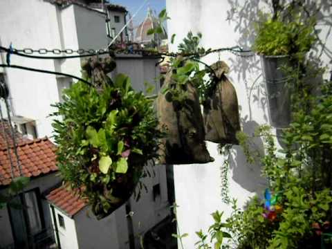 Hanging Vegetable Garden hanging vegetable garden Hanging Vegetable Garden hanging vegetable garden