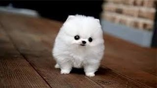 Cute Small Dogs|The Top Smallest Dog Breeds in the World|CUTE DOGS ...