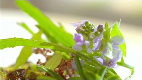 Copenhagen: One of the world's best restaurants (Anthony Bourdain Parts Unknown, Denmark)