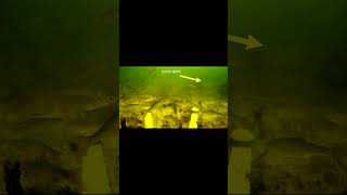 Nieudany atak szczupaka#shorts  #carpfishing #fishing#fish #szczupak #pike #fyp #dc  #underwater