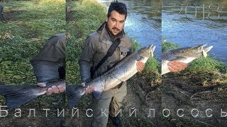 Балтийский лосось. Рыбалка в Литве.