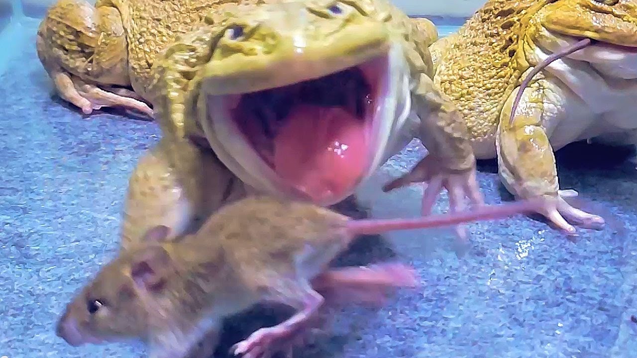 Asian Bullfrog Eats Many Big Rat! Asian Bullfrog Live Feeding - YouTube