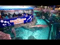 Glass Bottom Boat Adventure in Shark Lagoon / Ripley's Aquarium of The Smokies + Penguin Encounter