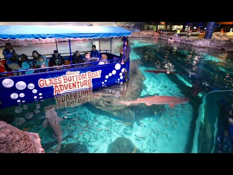 Glass Bottom Boat Adventure in Shark Lagoon / Ripley's Aquarium of The Smokies + Penguin Encounter
