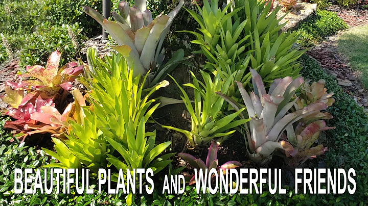 Beautiful Plants and Wonderful Friends in The Vill...