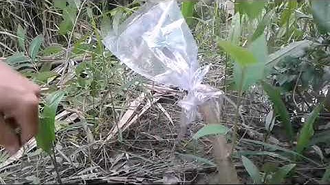 Ghép mảng cầu vô gốc bình bát# cấy đọt