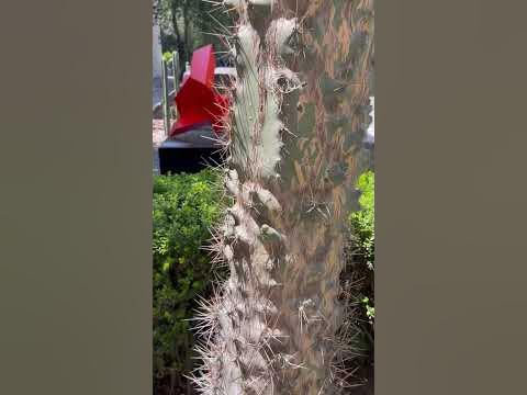 Мексиканские кактусы #жизньвмексике#наташавмексике#путешествия# ...